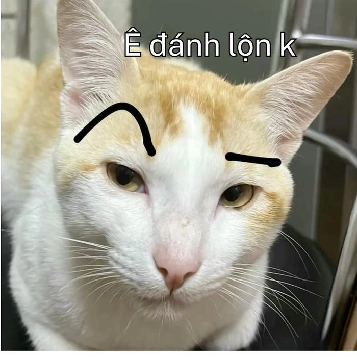 hình meme chữ ê