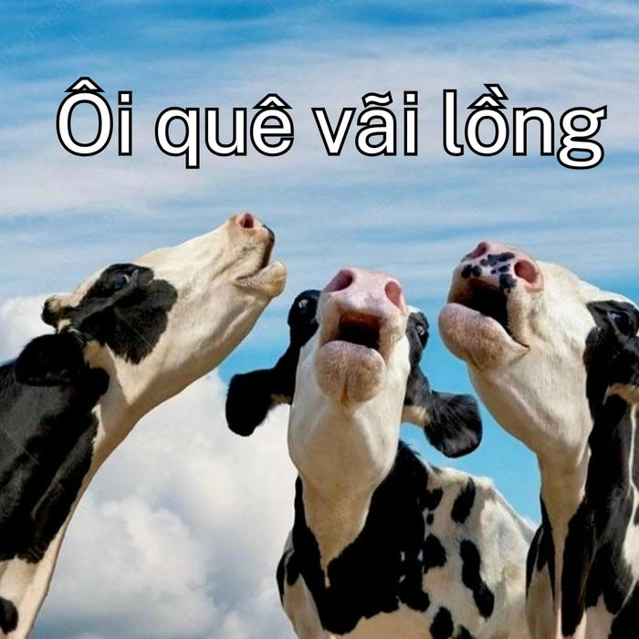 Con bò sữa meme hài hước