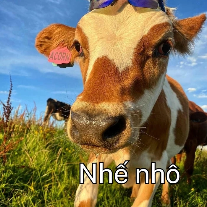 Con bò meme lầy lội