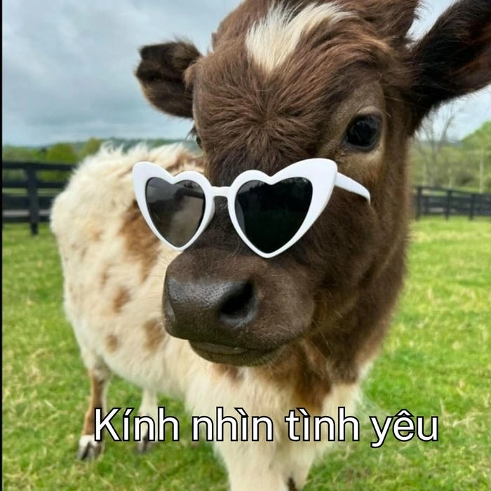 Meme con bò bá đạo