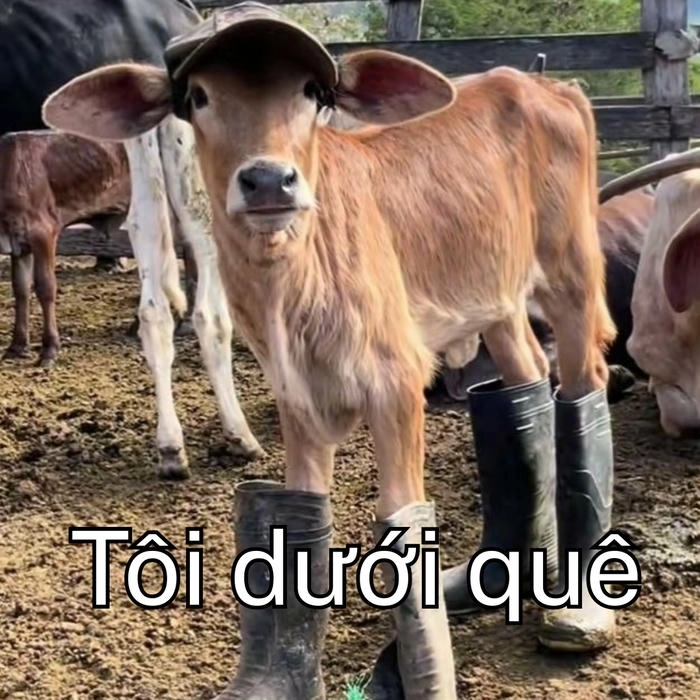 Meme con bò cười vui nhộn