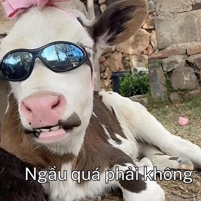 Con bò sữa meme đáng yêu