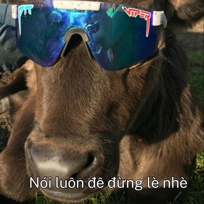 Con bò meme troll hài