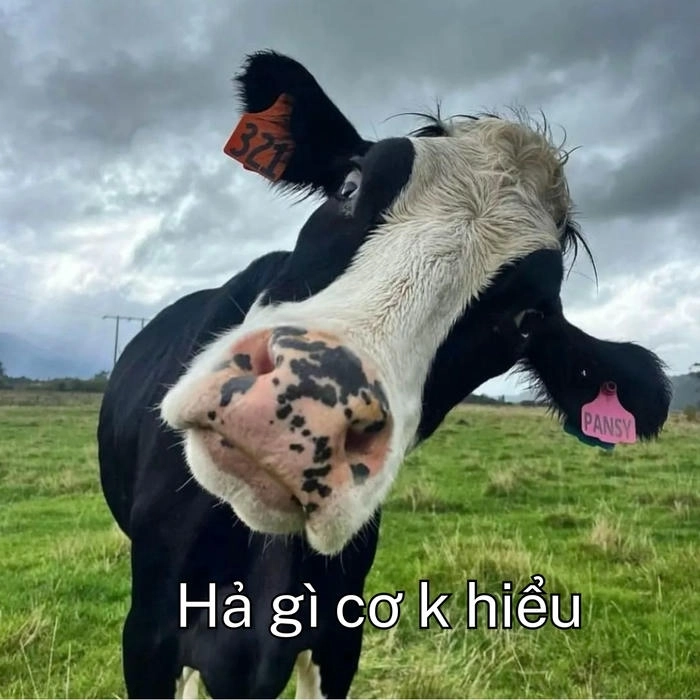 Con bò nhảy meme hài hước
