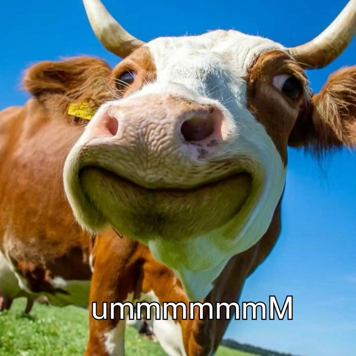 Meme con bò hài hước