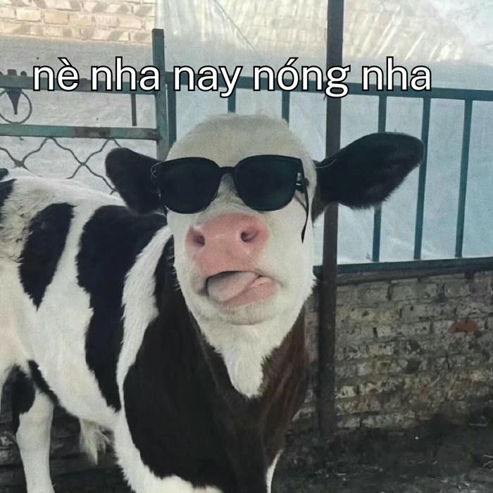 Meme con bò chế troll