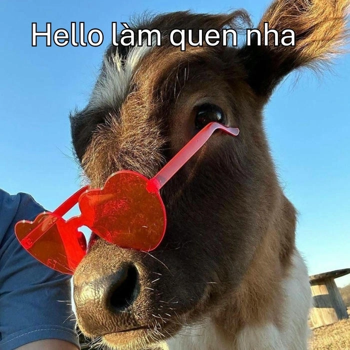 Meme con bò chế bá đạo