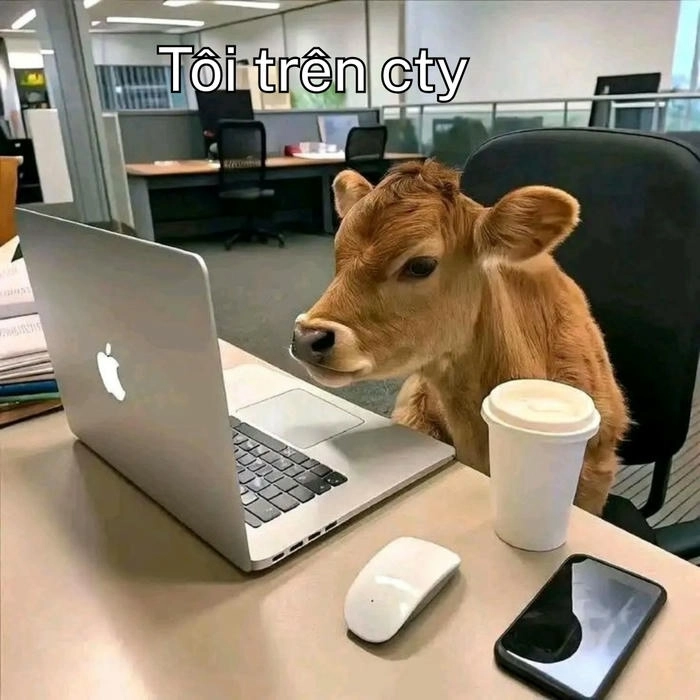 Meme con bò ngồi máy tính chế