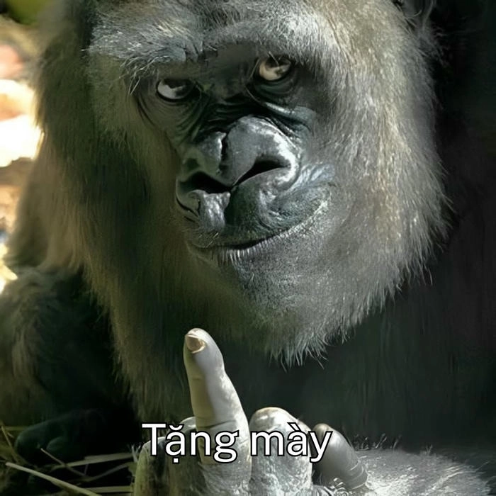 meme con khỉ fuck