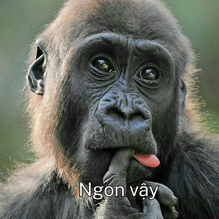 meme con khỉ mút tay