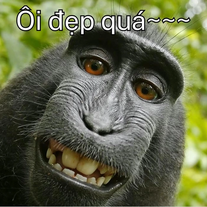 meme con khỉ khen