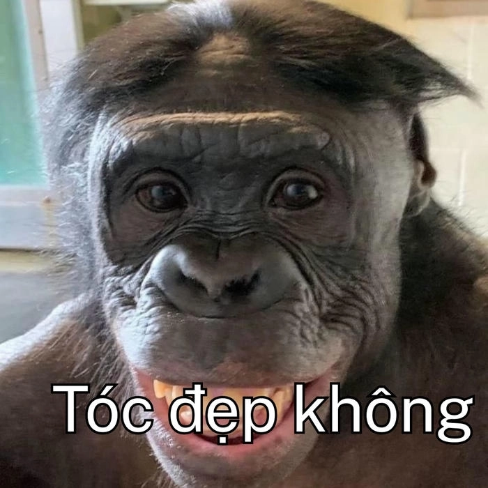 meme con khỉ tóc chẻ đôi