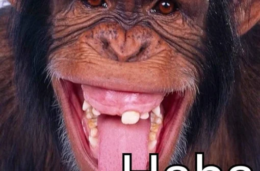 Update 121+ ảnh meme con khỉ hài troll siêu lầy lội bá đạo