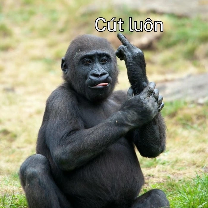 meme con khỉ dơ ngón giữa