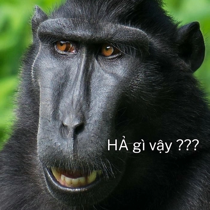 ảnh meme con khỉ ngộ nghĩnh
