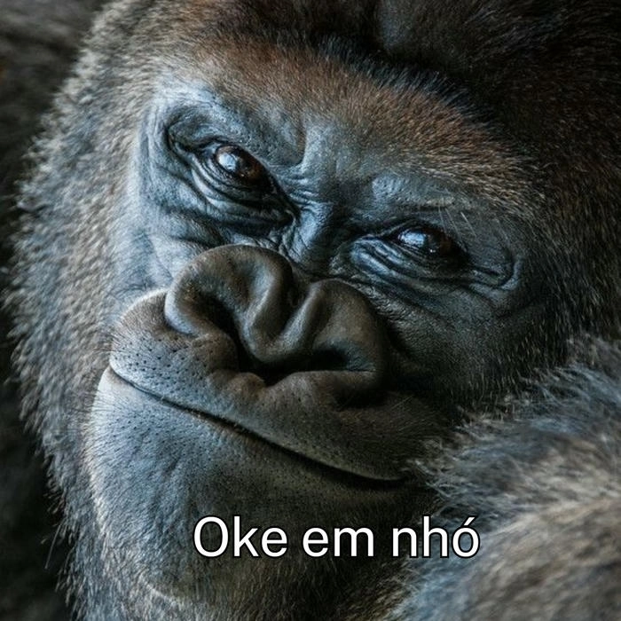 hình ảnh con khỉ meme