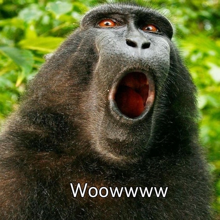 ảnh meme con khỉ