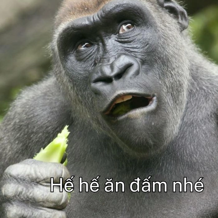 khỉ meme