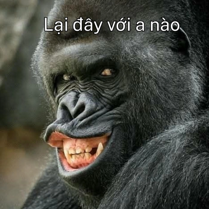 meme con khỉ