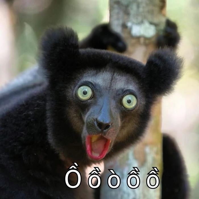 meme con khỉ há mồm