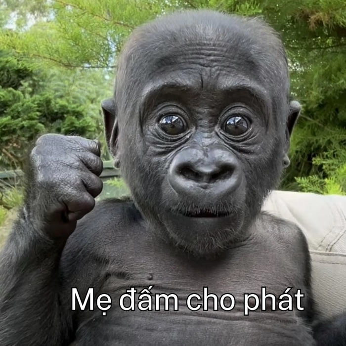 meme con khỉ đưa tay