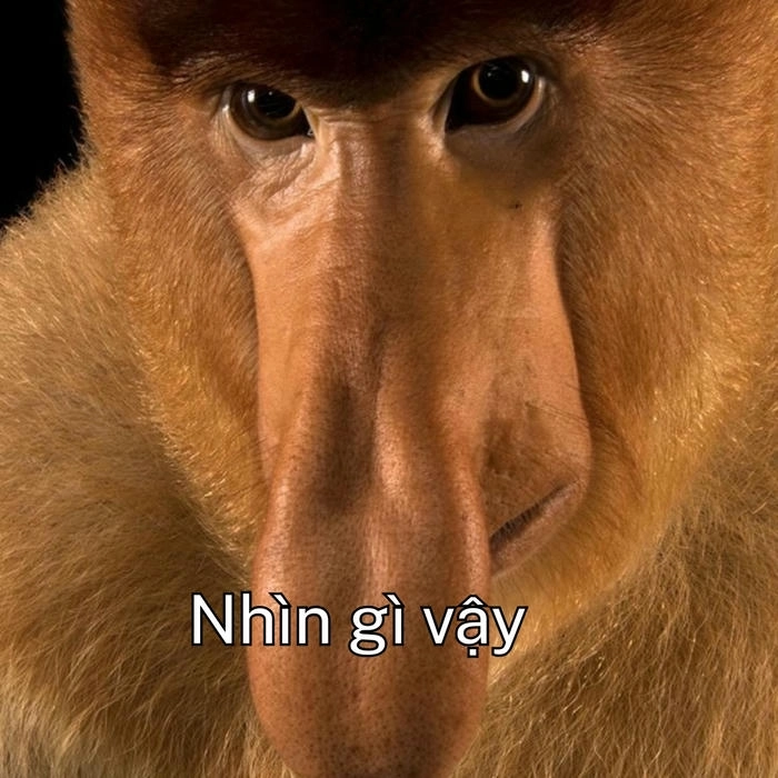 meme con khỉ bựa