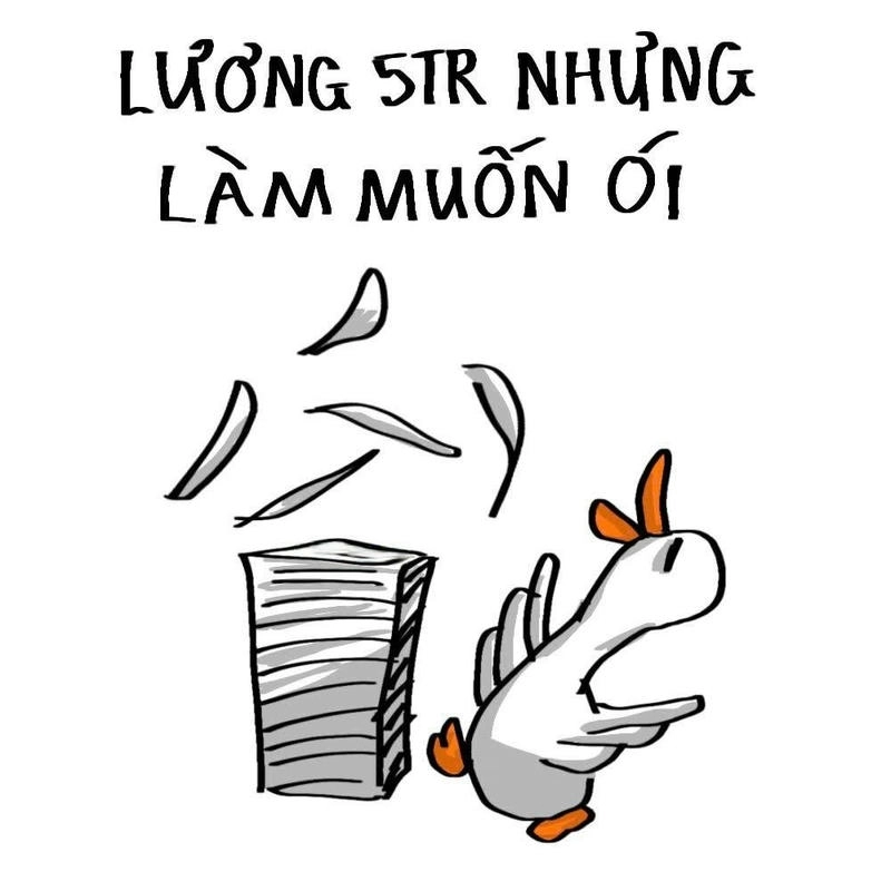 con vịt meme lương 5tr