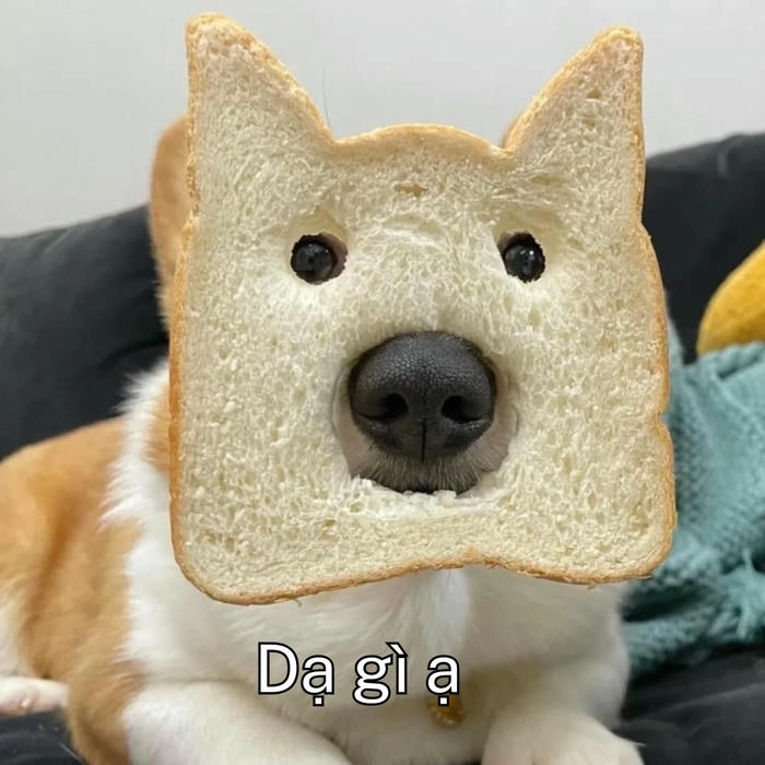 ảnh hài meme dạ