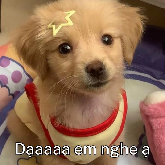 meme dạ em nghe