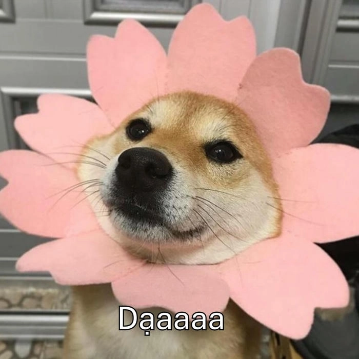 meme chó dạ hài
