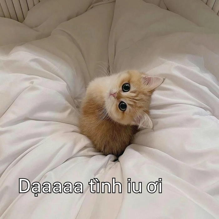 meme bá đạo dạ