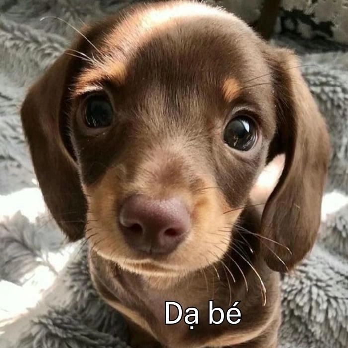 ảnh chế dạ meme