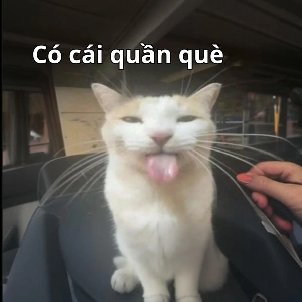 meme hài bựa quần què