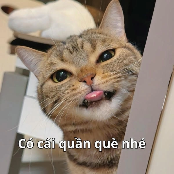 meme hài quần què