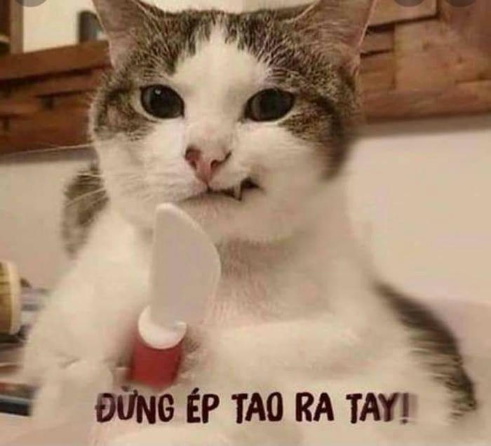 meme khùng mèo cầm dao