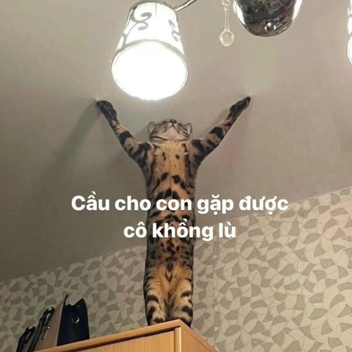 meme mất dạy bá đạo