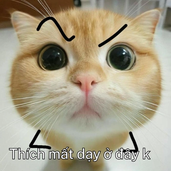 ảnh chế hài meme mất dạy