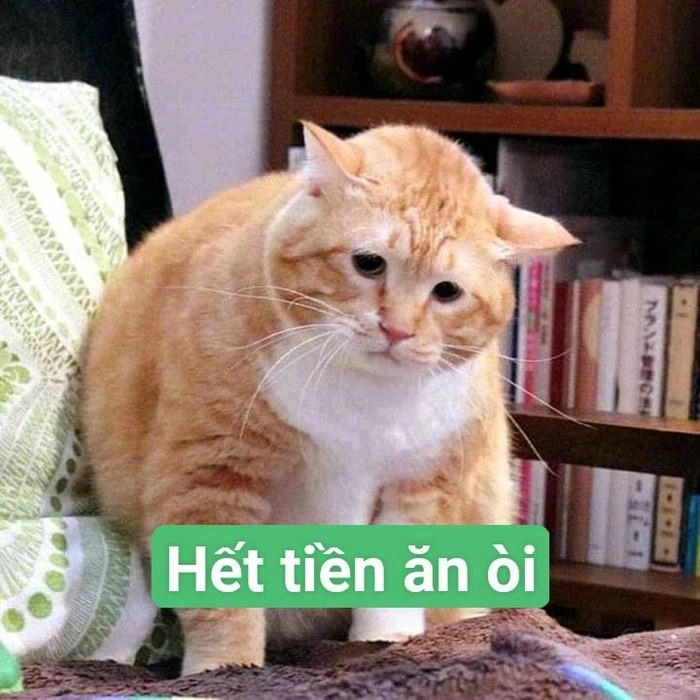 không có tiền à meme