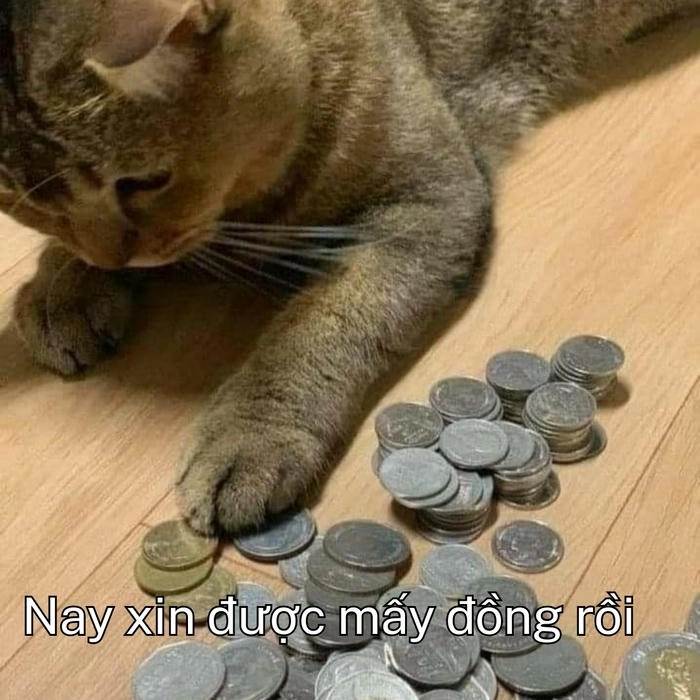 ảnh meme xin tiền hài hước