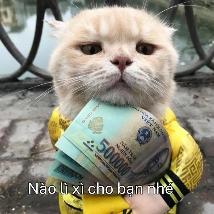 meme mèo xin tiền