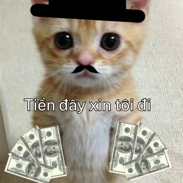 ảnh meme xin tiền mèo