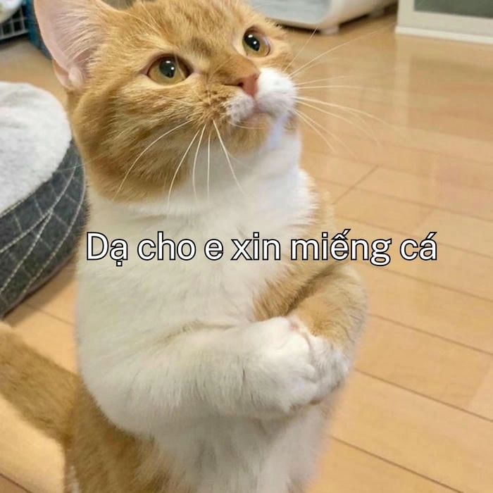 meme mèo vàng xin xỏ
