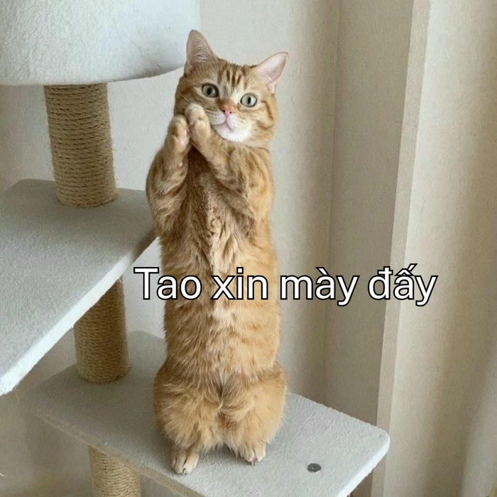 tải meme mèo xin xỏ