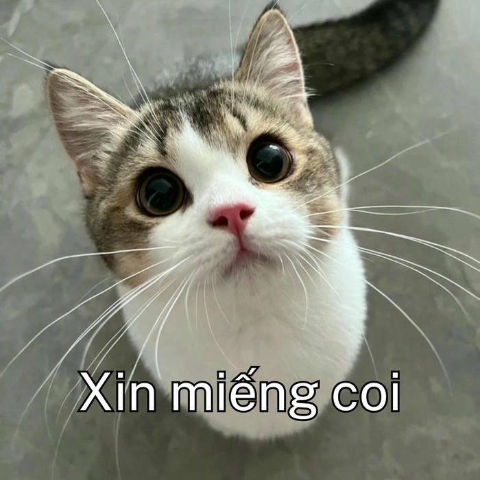 meme mèo xin xỏ miếng ăn