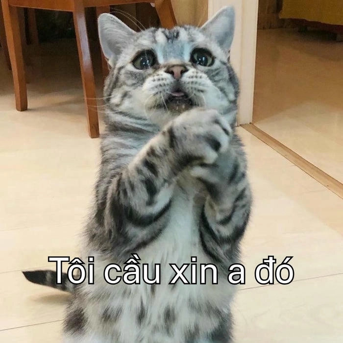 meme mèo xin xỏ cầu xin