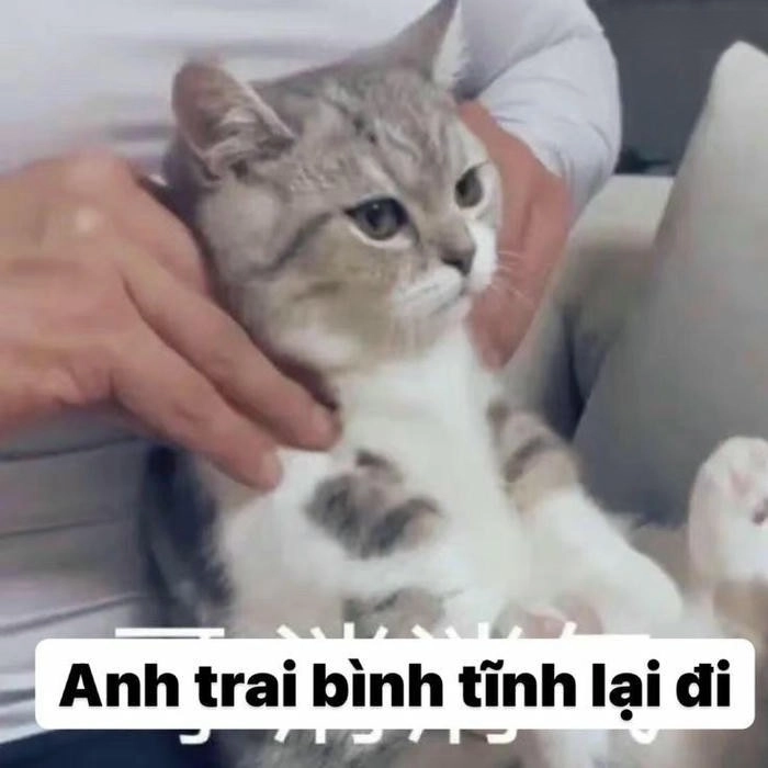 meme mèo xin xỏ chế