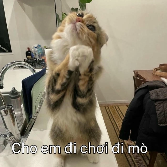 meme mèo xin xỏ đáng yêu