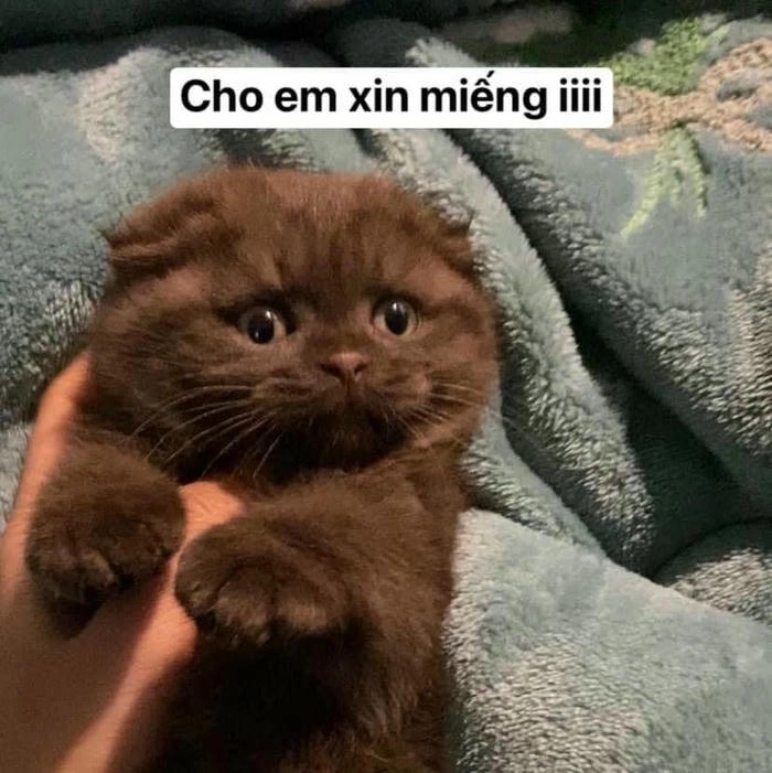 ảnh meme mèo xin xỏ