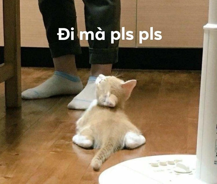 meme mèo xin xỏ bựa