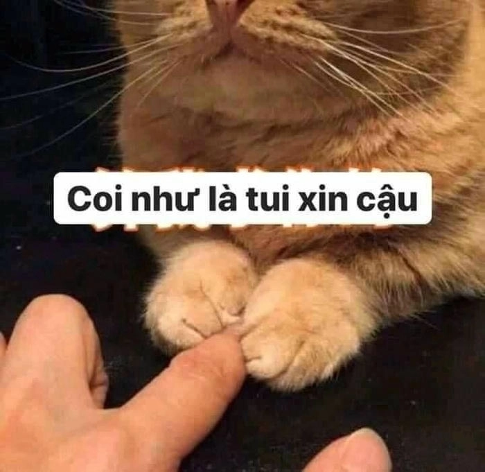 meme mèo xin xỏ hài hước